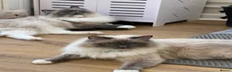Ragdoll cats for sale: Ragdoll with blue eyes and mitten paws. in Chigwell - Advert 4