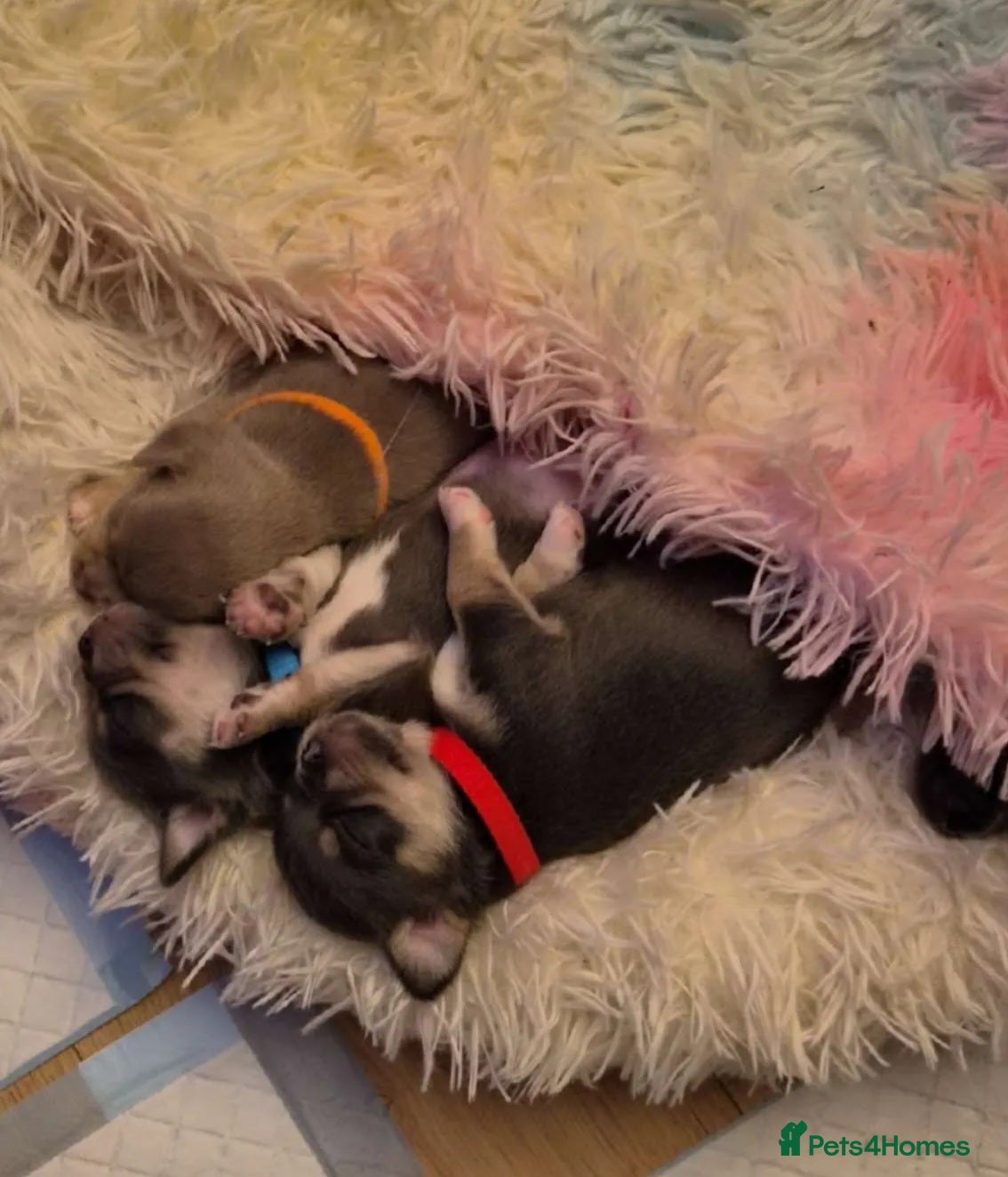 Chihuahua dogs 3 boy chihuahuas  - Advert 2