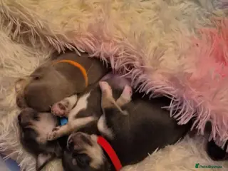 Chihuahua dogs 3 boy chihuahuas - Advert 2