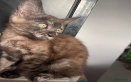 Maine Coon cats for sale: Clover 🍀 11 week old Maincoon x Sphinx girl - Image 2