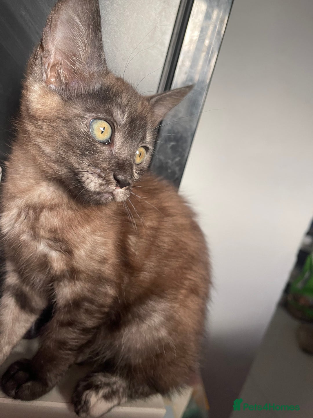 Maine Coon cats for sale: Clover 🍀 11 week old Maincoon x Sphinx girl - Image 2