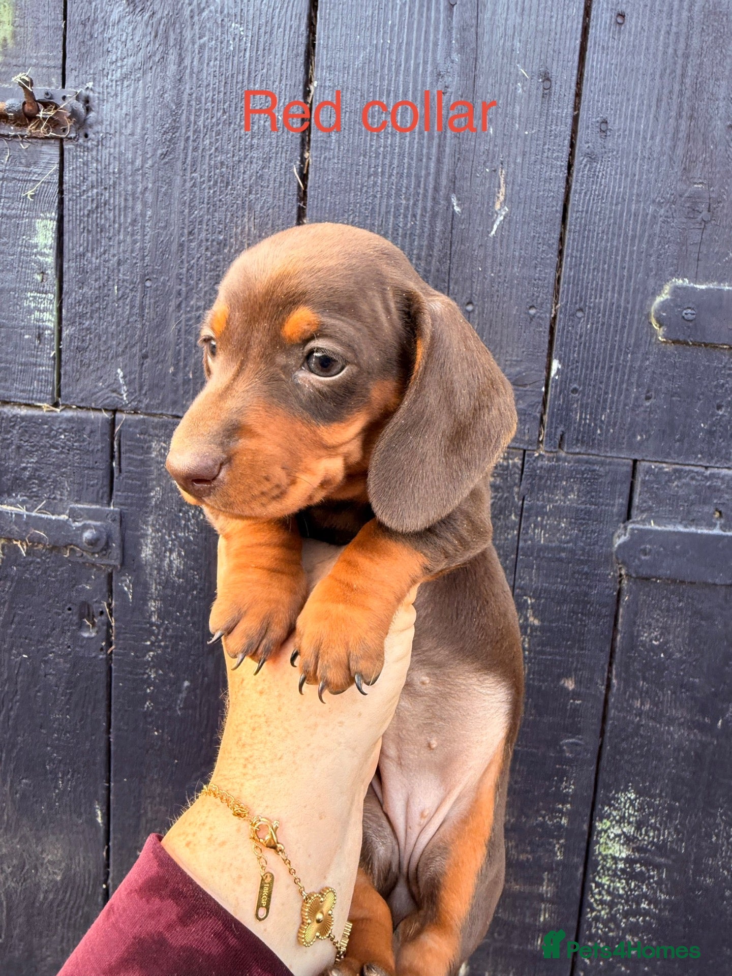 Miniature Dachshund dogs Miniature dachshunds ready to leave Saturday.  - Advert 1