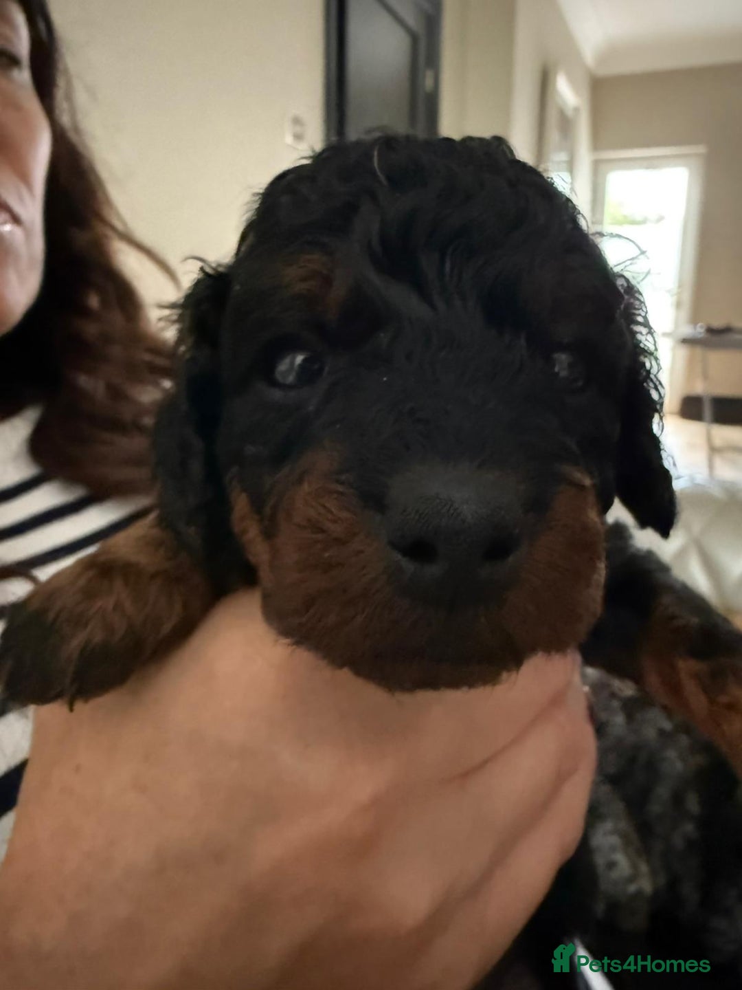 Cockapoo dogs for sale: F2 Cockapoo puppies for sale  - Image 32
