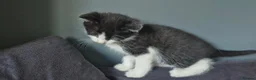 Mixed Breed cats for sale: Gorgeoeus mixed Breed kittens - Advert 13