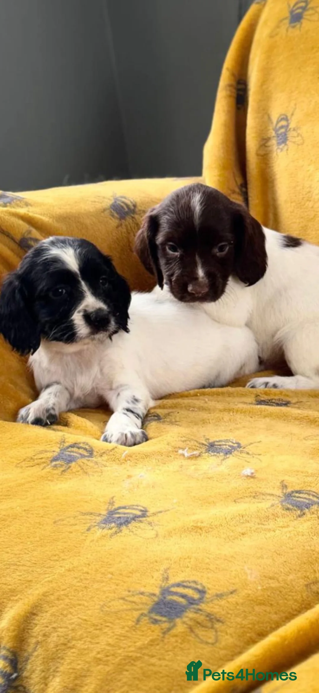 English Springer Spaniel dogs for sale: ENGLISH SPRINGER SPANIEL PUPS  - Advert 14