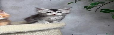 White tortie girl