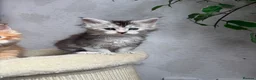 Maine Coon cats for sale: Maine coon kittens - Advert 2