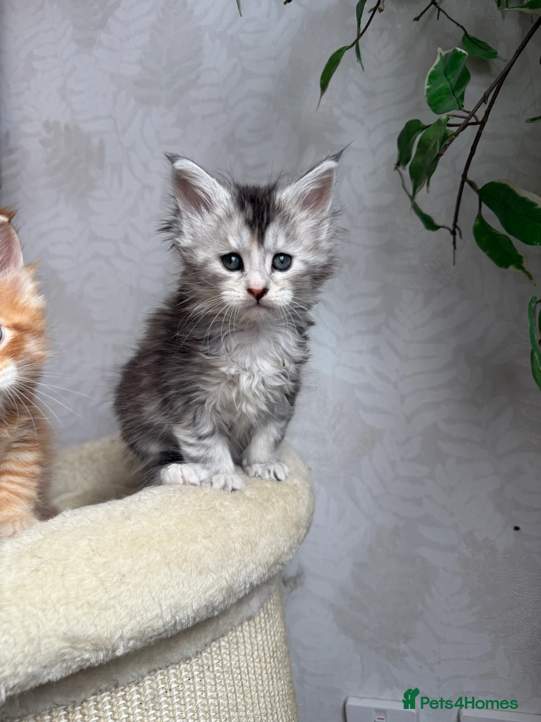 Maine Coon cats for sale: Maine coon kittens - Advert 2