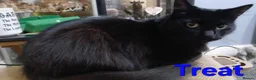 Mixed Breed cats for sale: Free to a good home - Advert 26