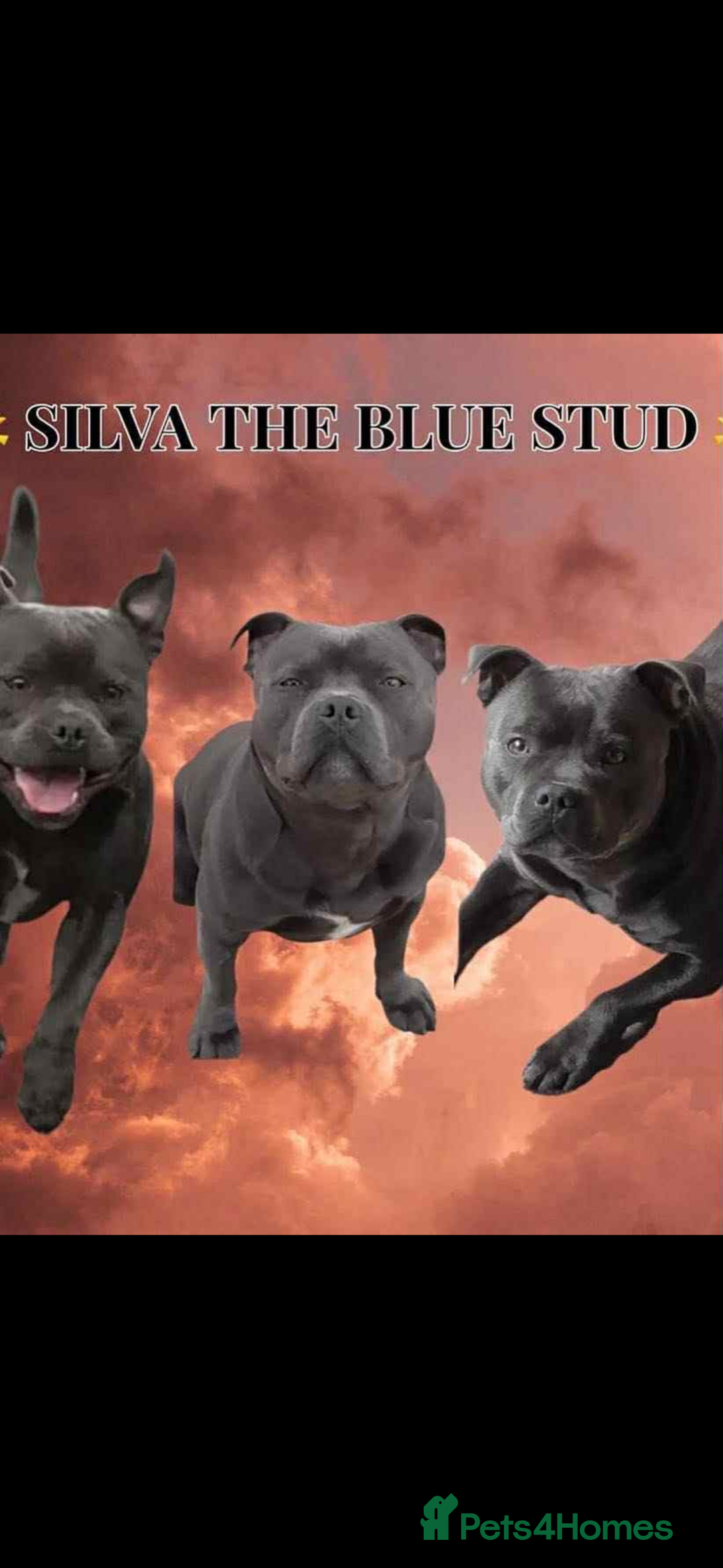 Staffordshire Bull Terrier dogs for sale: BLUE BLOODLINE CHAMPION STAFFS💕🐾 - Image 15