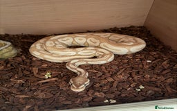 Python Snake reptiles for sale: Male Banana/caramel royal python with full set up  - Image 1