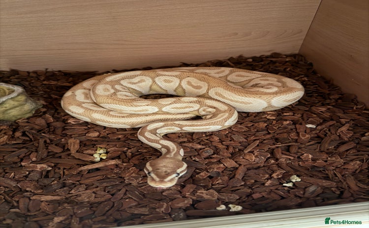 Python Snake reptiles - Advert 10