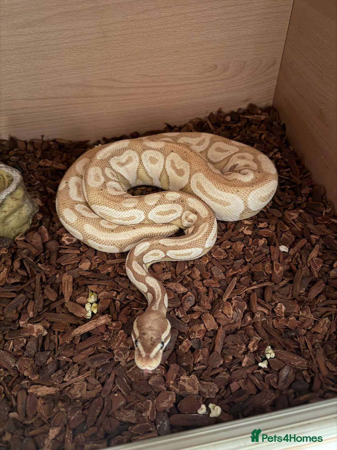 Python Snake reptiles for sale: Male Banana/caramel royal python with full set up  - Image 1