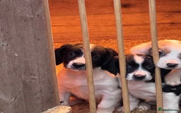 Sprollie dogs for sale: River - 9 week old Sprollie - Advert 4