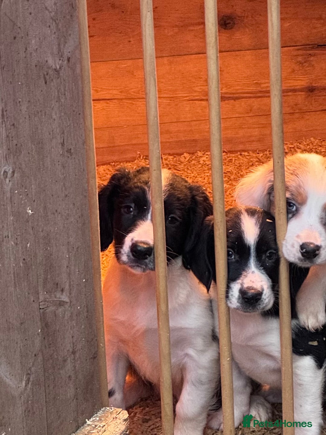 Sprollie dogs for sale: River - 9 week old Sprollie - Advert 4