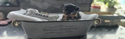 Yorkshire Terrier dogs for sale: Beautiful Yorkshire terrier puppies  in Manchester - Advert 4