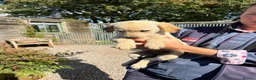 Labrador Retriever dogs for sale: Available Immediately! - Advert 6
