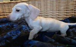 Miniature Dachshund dogs for sale: STUNNING KC pups. READY NOW. REDUCED  - Image 8