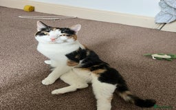 Mixed Breed cats for sale: Female Calico cat ready for new home - Image 2