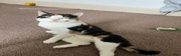 Mixed Breed cats for sale: Female Calico cat ready for new home - Advert 2