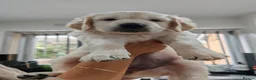 Golden Retriever dogs for sale: Mark Flanagan & Valerie Rochard  - Advert 32