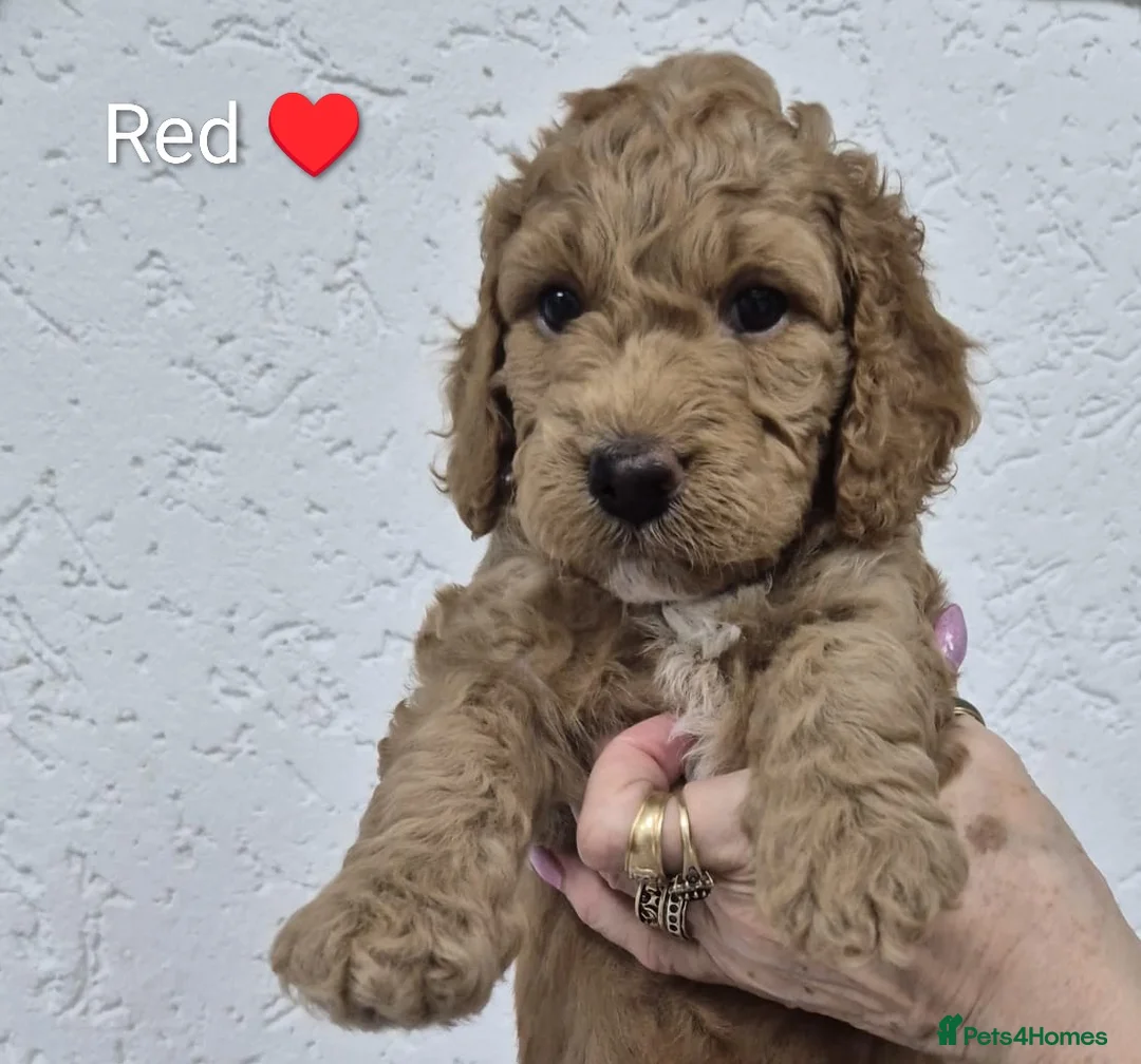 Cockapoo dogs for sale: Cockapoo Puppies in Peterborough - Advert 13