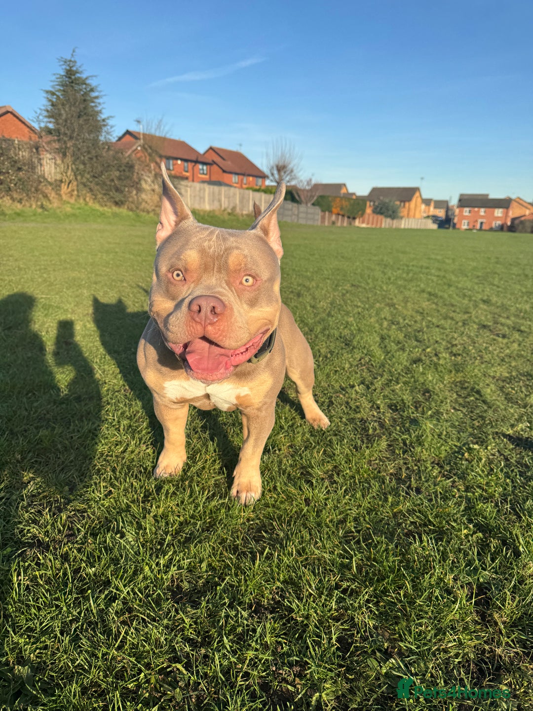 American Bully dogs for stud: 🐾BUGZY the ABKC american bully stud🐾 - Advert 3