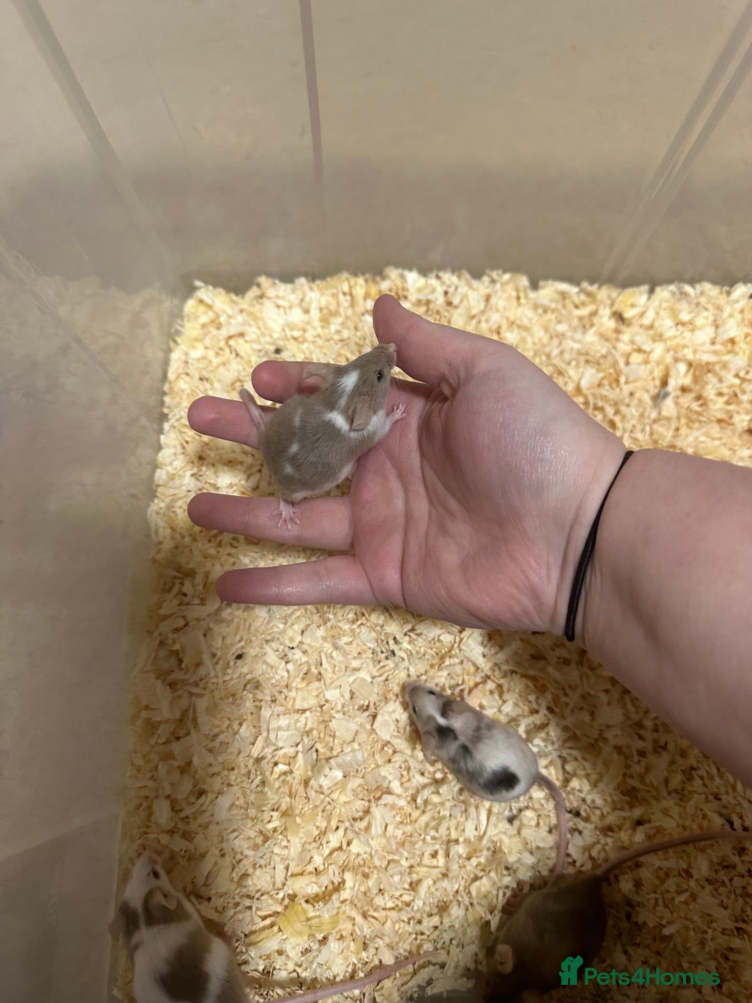 Mouse rodents for sale: Fancy mice  - Advert 4