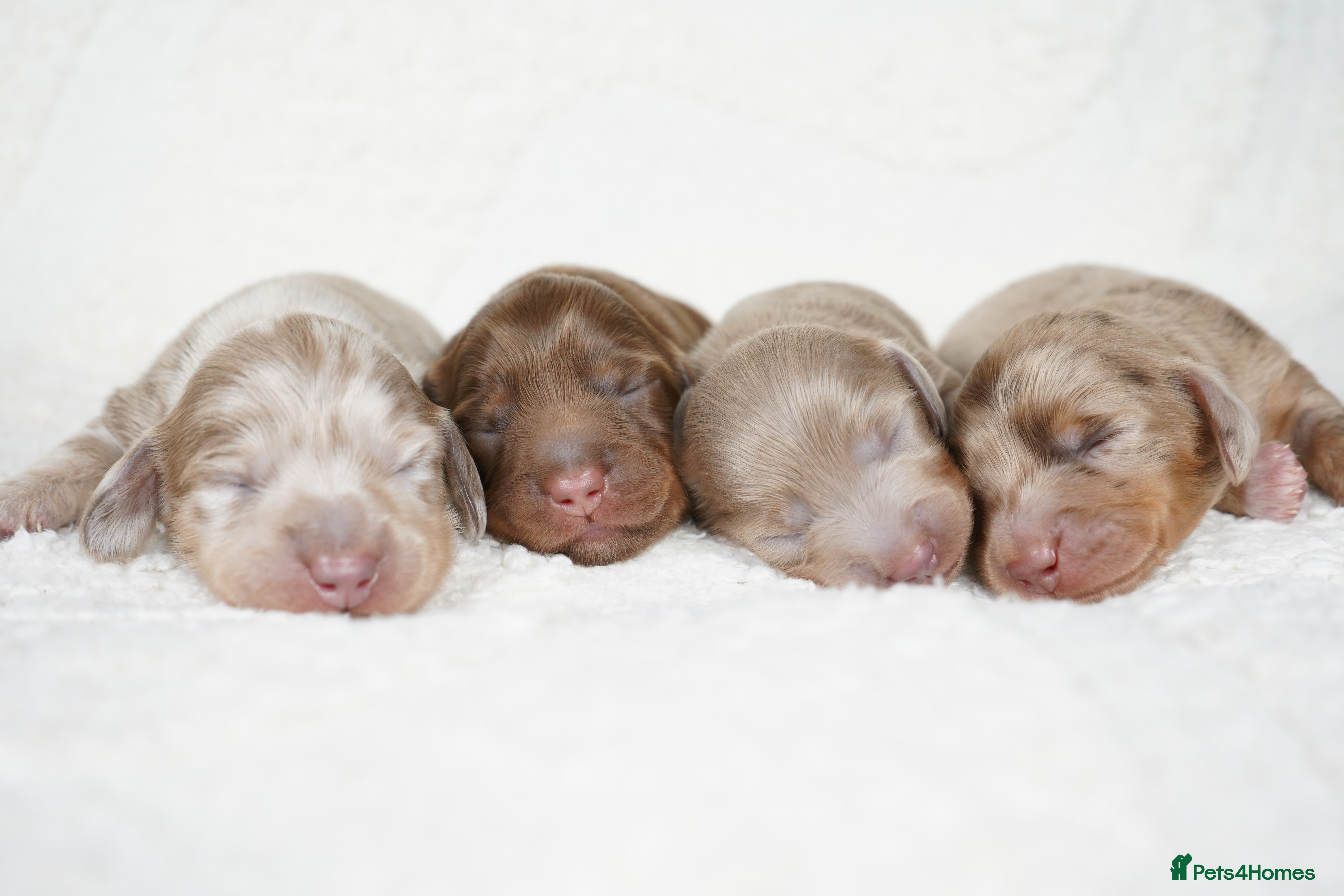 Miniature Dachshund dogs KC REGISTERED MINIATURE DACHSHUND PUPPIES - Advert 12