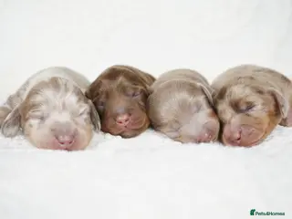 Miniature Dachshund dogs KC REGISTERED MINIATURE DACHSHUND PUPPIES - Advert 12