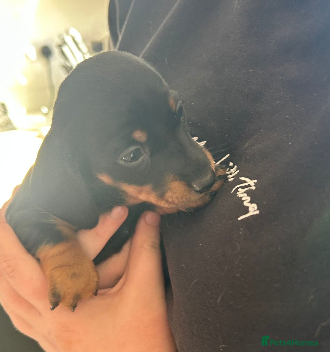 Miniature Dachshund dogs for sale: Miniature Dachshund Girls  - Advert 1