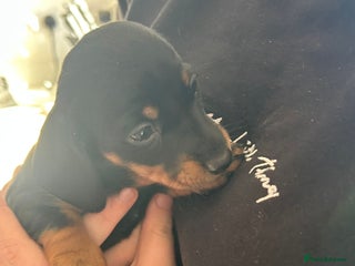 Miniature Dachshund dogs Miniature Dachshund Girls - Advert 1