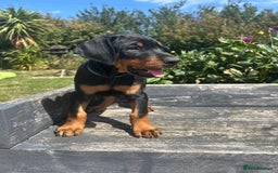 Dobermann dogs for sale: Proper Chunky Euro doberman pups 💕 - Image 12