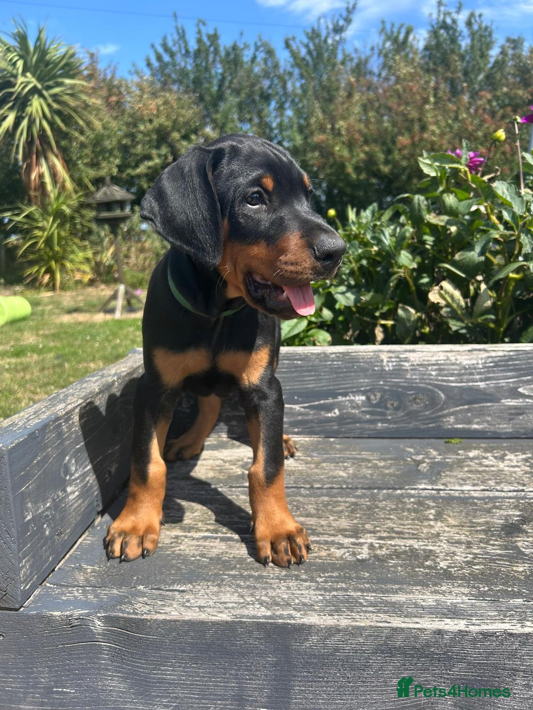 Dobermann dogs for sale: Proper Chunky Euro doberman pups 💕 - Image 12