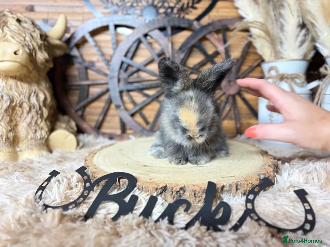 Angora rabbits for sale: PURE•PEDIGREE•ANGORAS🤍 - Advert 2