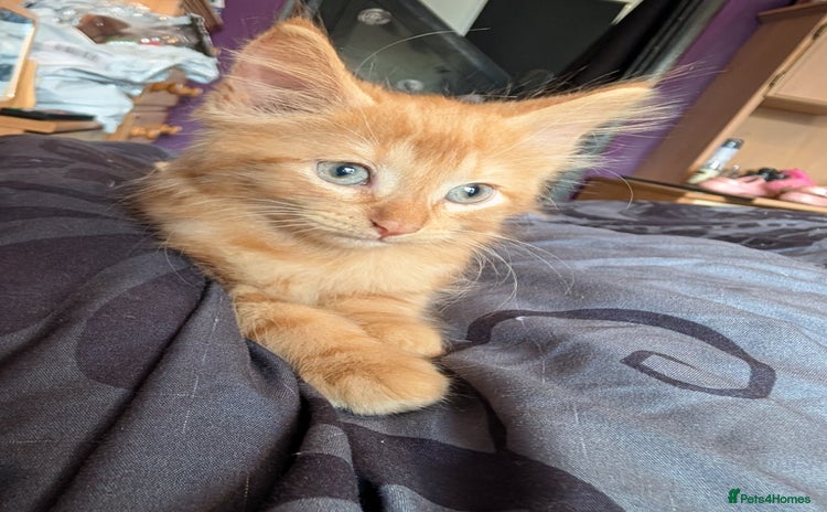 Mixed Breed cats - Advert 12