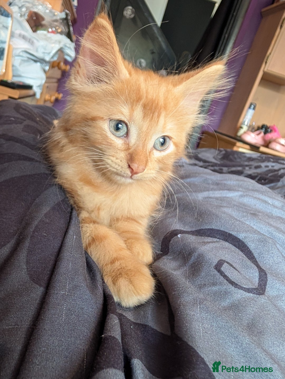 Mixed Breed cats for sale: Fluffy kittens mums part maincoon - Image 1