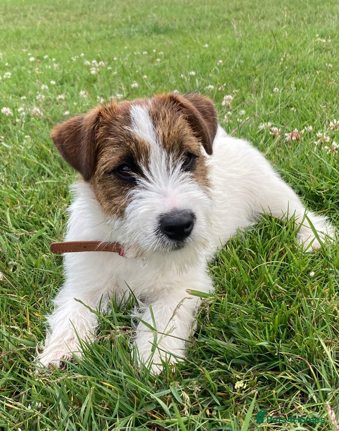 Jack Russell dogs for sale: Jack Russell female puppy - Advert 1