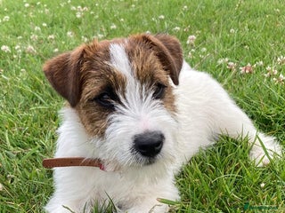 Jack Russell dogs Jack Russell female puppy - Advert 1
