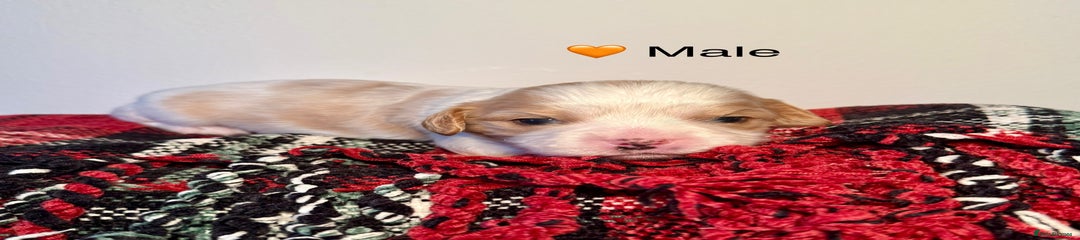 🧡 Male (Blenheim)
