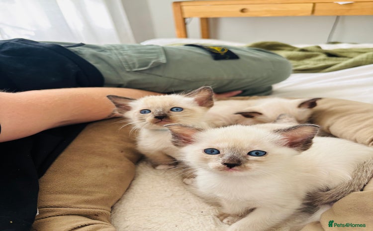 Ragdoll cats - Advert 4