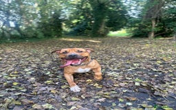 Mixed Breed dogs for sale: Help our dog Eric find a home.  - Image 3