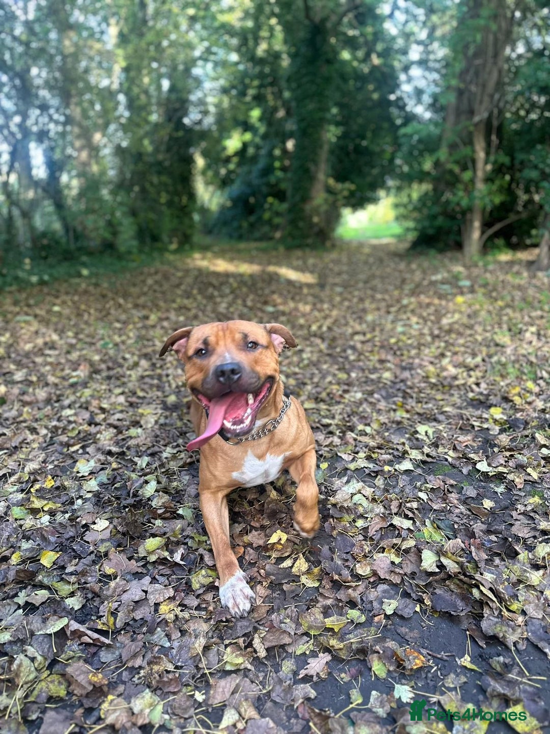 Mixed Breed dogs for sale: Help our dog Eric find a home.  - Image 3
