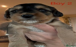 Cockapoo dogs for sale: 9 Beautiful Cockapoo Puppies For Sale - Image 1