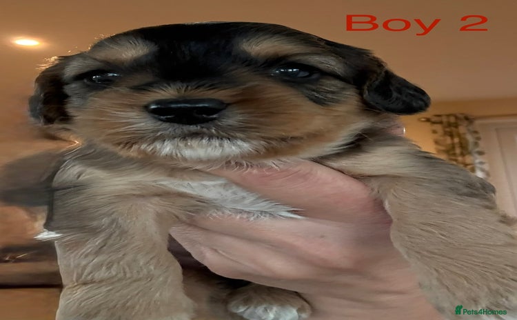 Cockapoo dogs - Advert 2