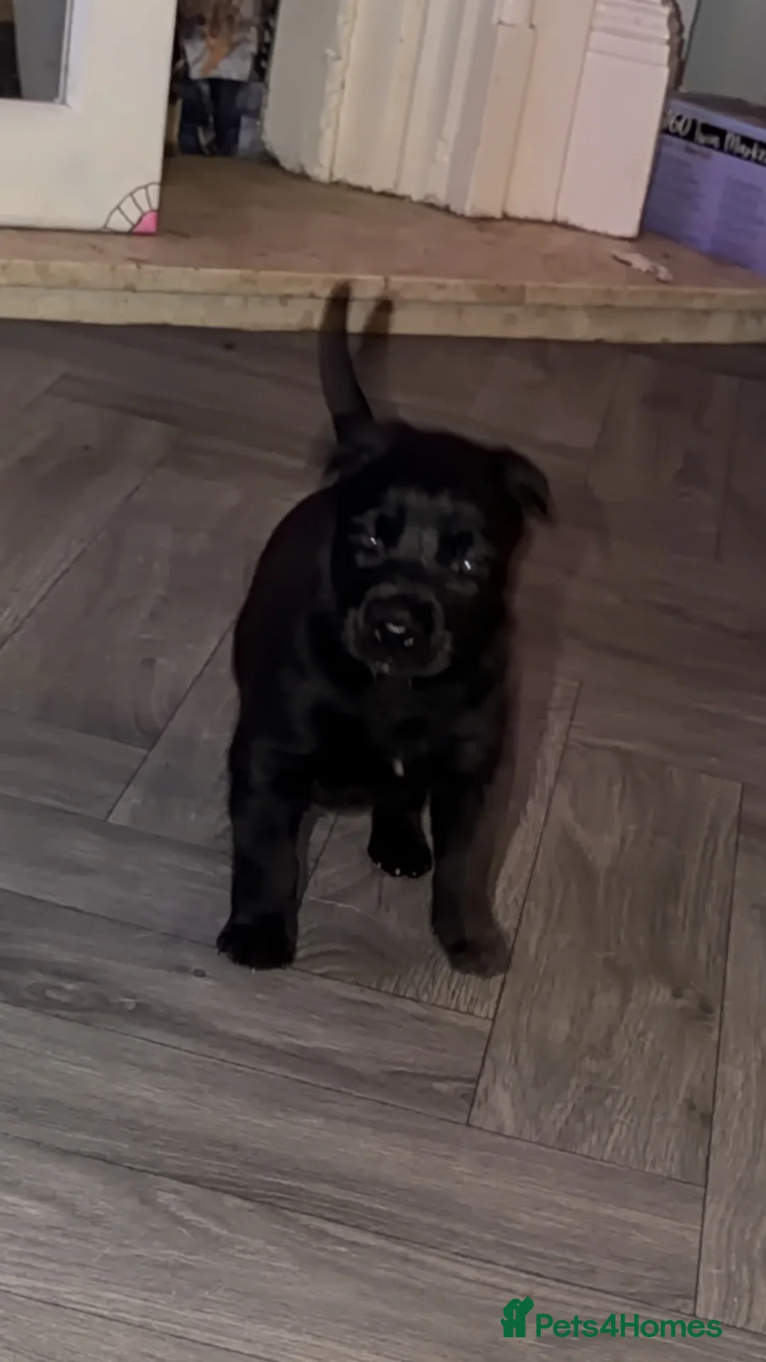 Belgian Shepherd Dog dogs for sale: MALI PUPPIES  - Advert 4