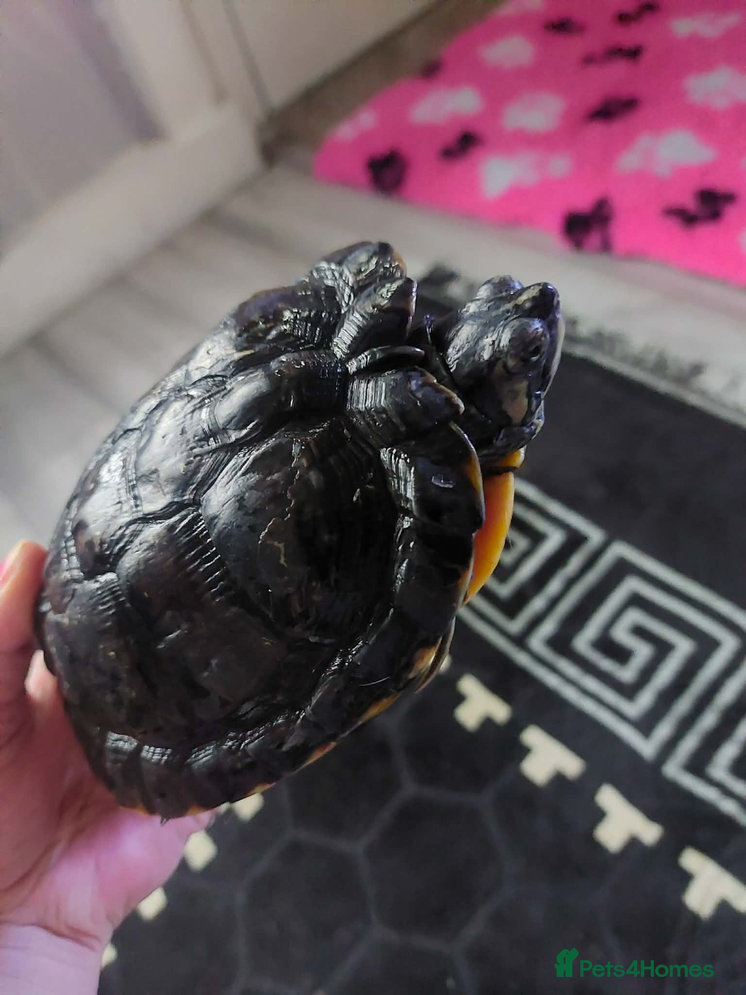 Turtle reptiles Male turtle - Advert 14