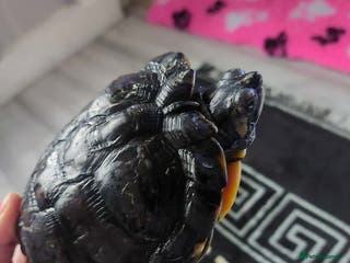 Turtle reptiles Male turtle - Advert 14