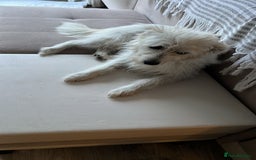 Cairn Terrier dogs for sale: Libby - A Gentle Rescue Terrier Mix 💕 - Image 6