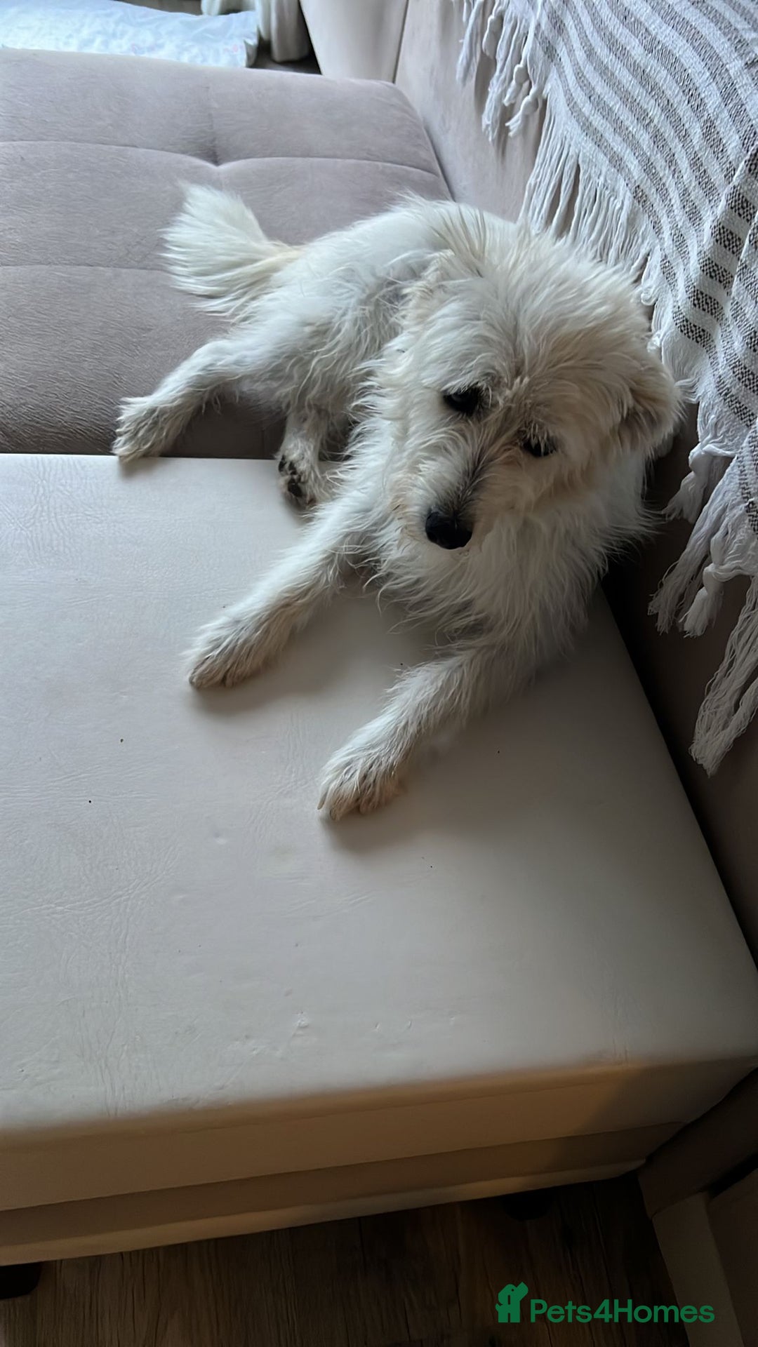 Cairn Terrier dogs for sale: Libby - A Gentle Rescue Terrier Mix 💕 - Image 6